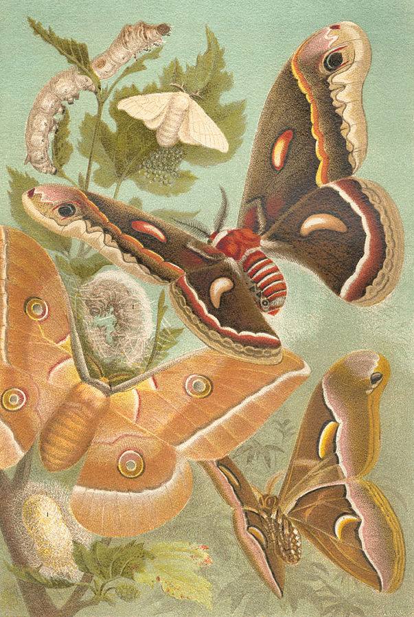 obrazek przedstawiający motyle jedwabniki